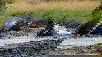 15 Day Gorillas & Masai Mara - Camping (Exodus)