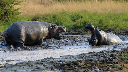 15 Day Gorillas & Masai Mara - Camping (Exodus)