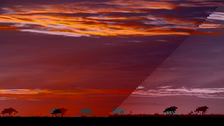 Gorillas & Masai Mara - Camping Reverse