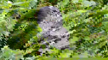 15 Day Gorillas & Masai Mara - Camping Reverse (Exodus)