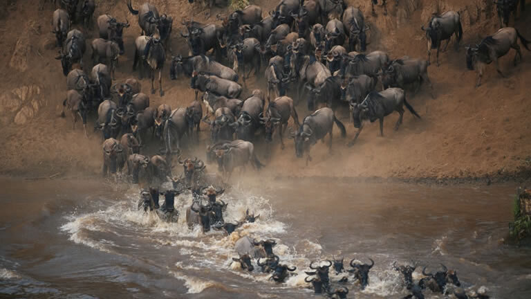 Gorillas & Masai Mara - Camping Reverse