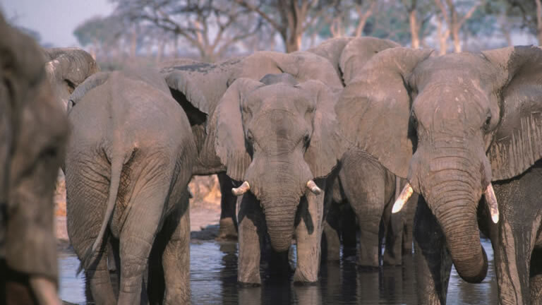 Botswana & Zimbabwe Lodge Safari