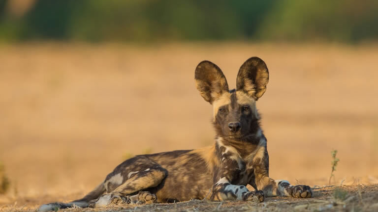 Botswana & Zimbabwe Lodge Safari
