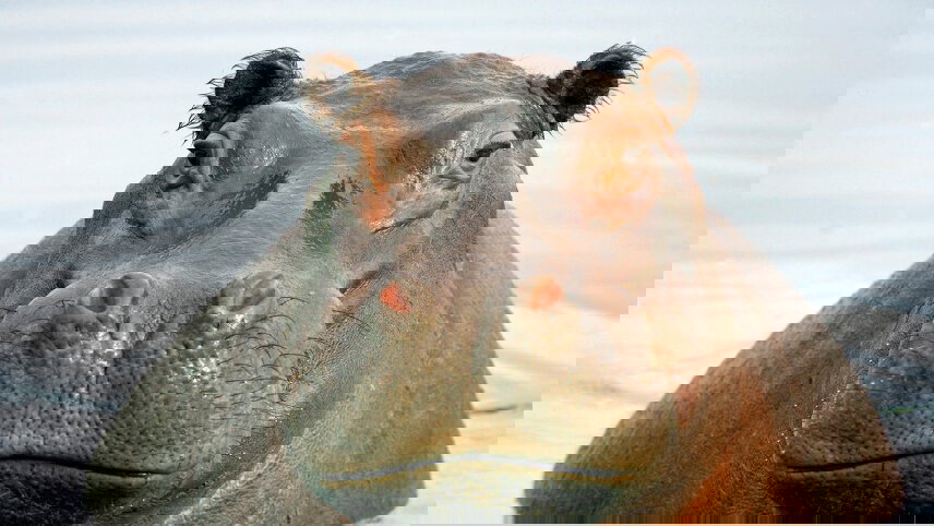 Zambezi Canoe Safari