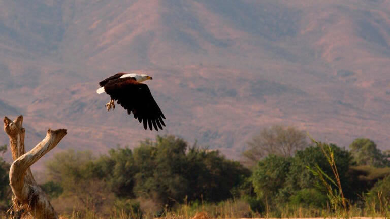 Zambezi Canoe Safari