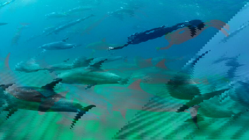 Southern Africa Safari: Kruger & Coast