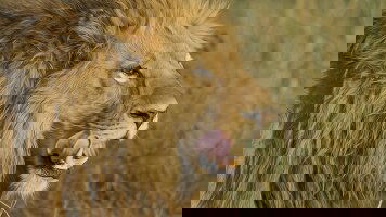 11 Day Southern Africa Safari: Kruger & Coast (Exodus)