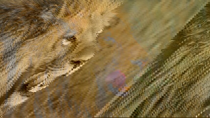 Southern Africa Safari: Kruger & Coast