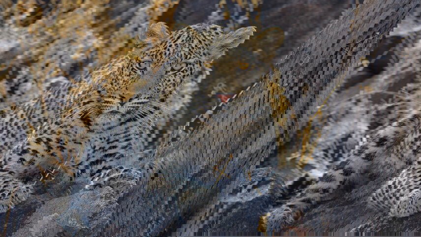 Wildlife & Wilderness of Botswana