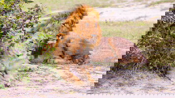 14 Day Wildlife & Wilderness of Botswana (Exodus)