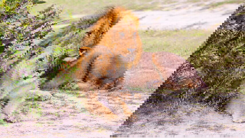 Wildlife & Wilderness of Botswana