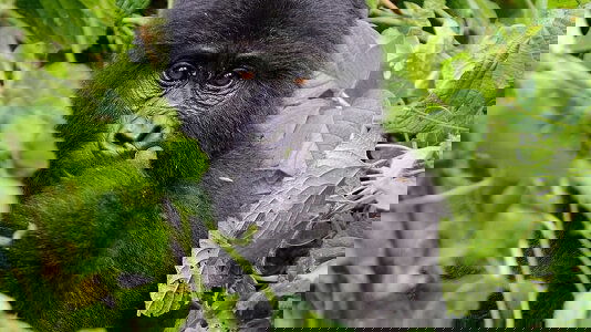 Exodus Wildlife Tours