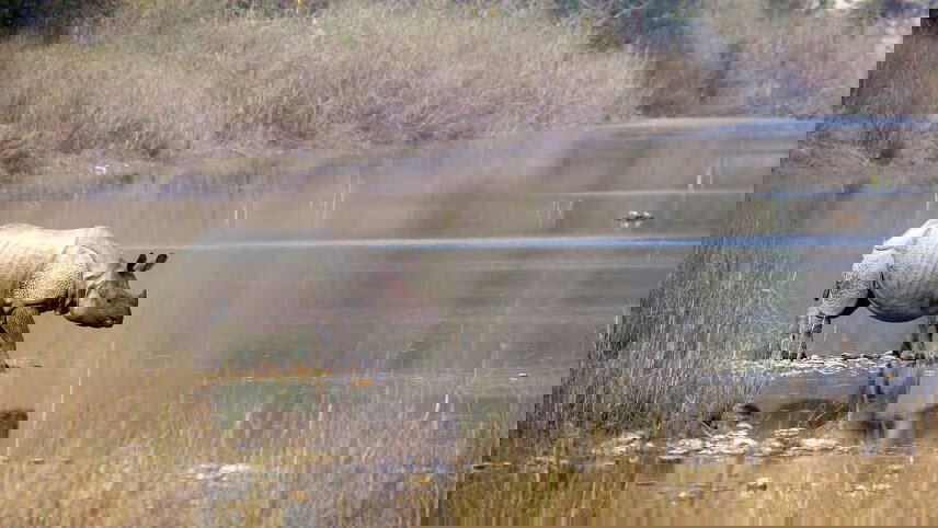 Highlights of Assam & Nagaland (Hornbill Festival)