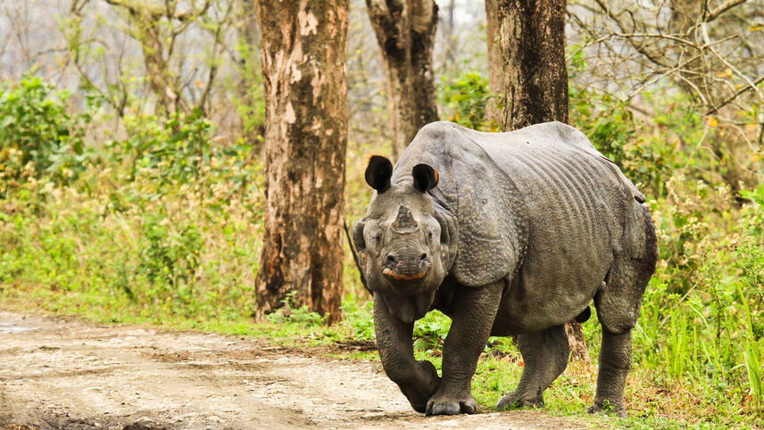 Highlights of Assam & Nagaland (Hornbill Festival)