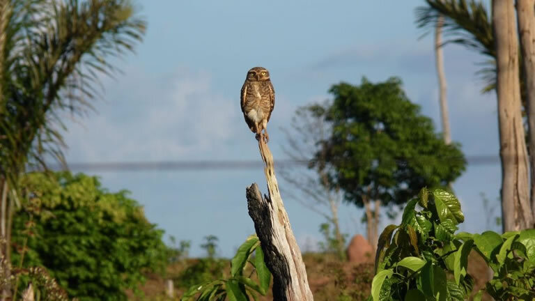 Brazilian Amazon by Boat