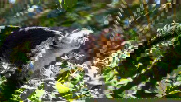 8 Day Highlights of Costa Rica (Explore)