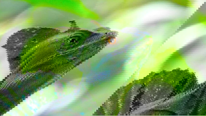 Highlights of Costa Rica