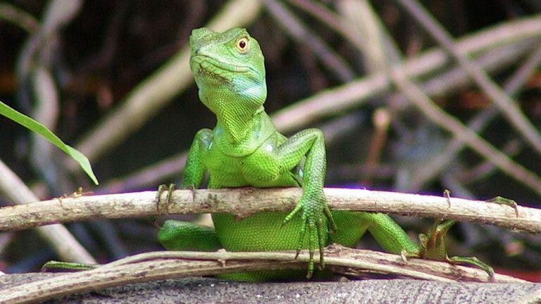 Highlights of Costa Rica with Beach Extension