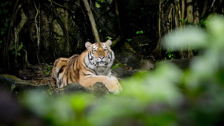 Discover Darjeeling & Bhutan