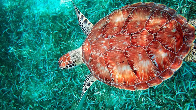 Discover Belize