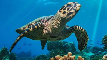 13 Day Discover Belize (Explore)