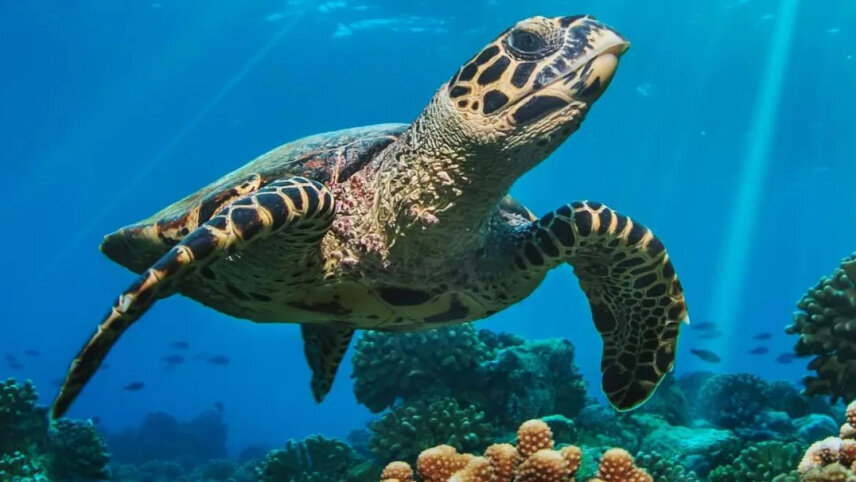 Discover Belize