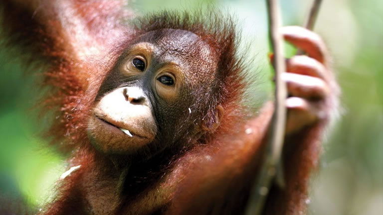 Spotting the Orangutan of Borneo with Explore Spotting the Orangutan of Borneo with Explore