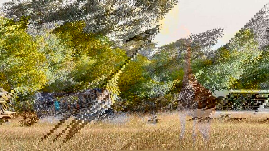 Botswana Wildlife Safari (Savuti)