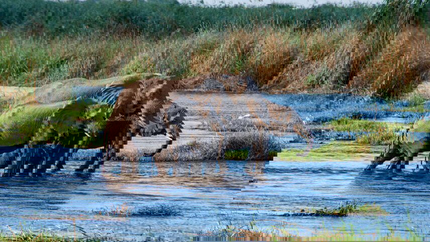 Botswana Wildlife Safari