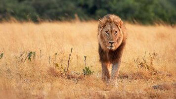 14 Day Botswana Wildlife Safari (Explore)
