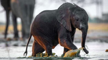 14 Day Zimbabwe & Botswana Wildlife Safari (Explore)