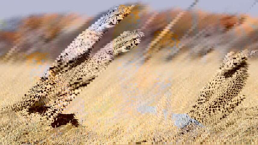 Zimbabwe & Botswana Wildlife Safari