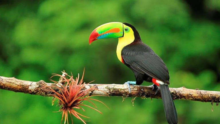 Costa Rica Wildlife Tour
