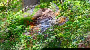 13 Day Cycle Kerala (Explore)