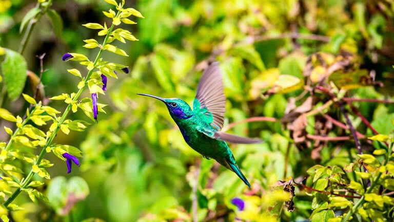 Cycle Nicaragua to the Panama Canal