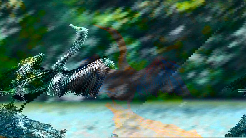 Upgraded - Costa Rica Wildlife