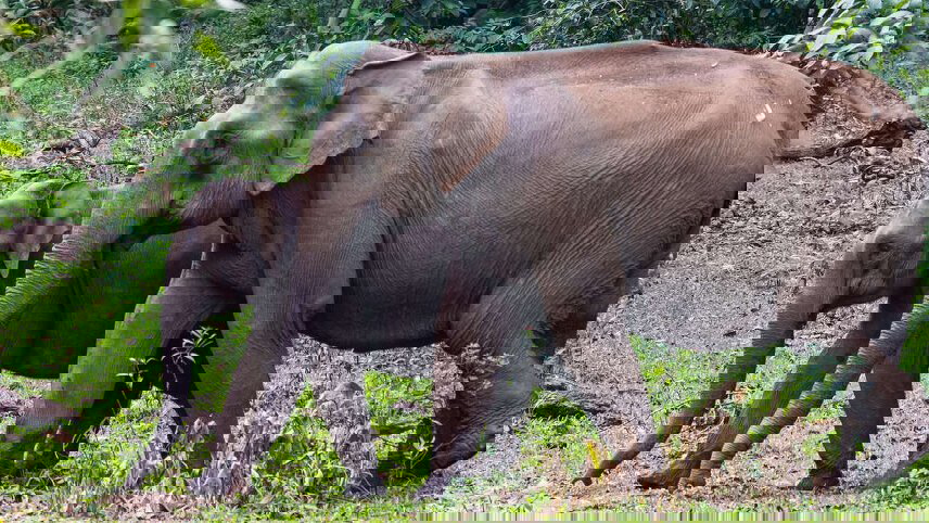 Upgraded - South India: Kerala to Goa