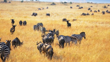 8 Day Upgraded - Highlights of Kenya (Explore)