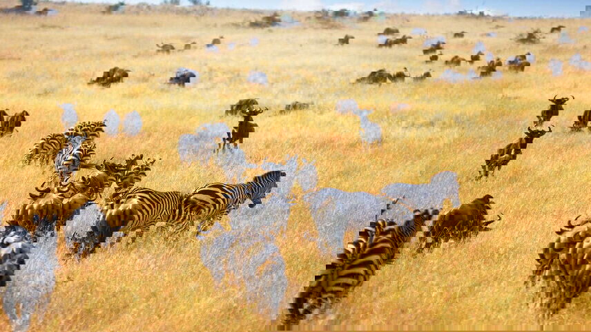 Upgraded - Highlights of Kenya