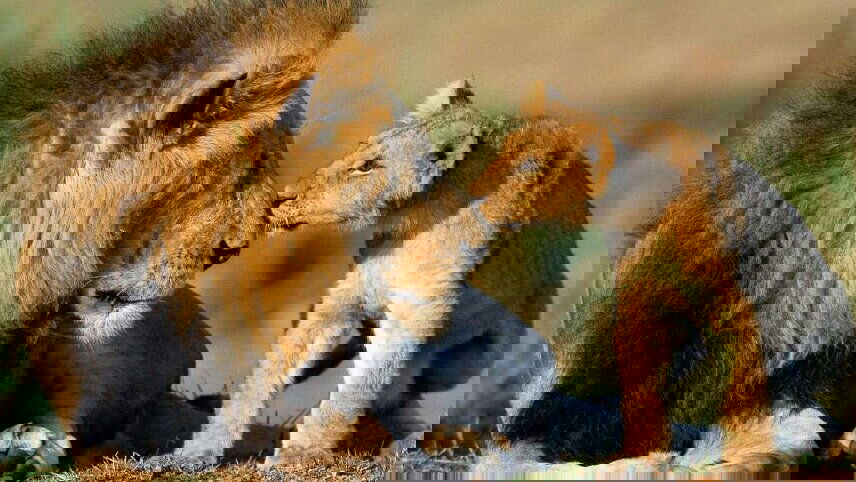 Upgraded - Highlights of Kenya