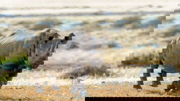 14 Day Upgraded - Highlights of Namibia (Explore)