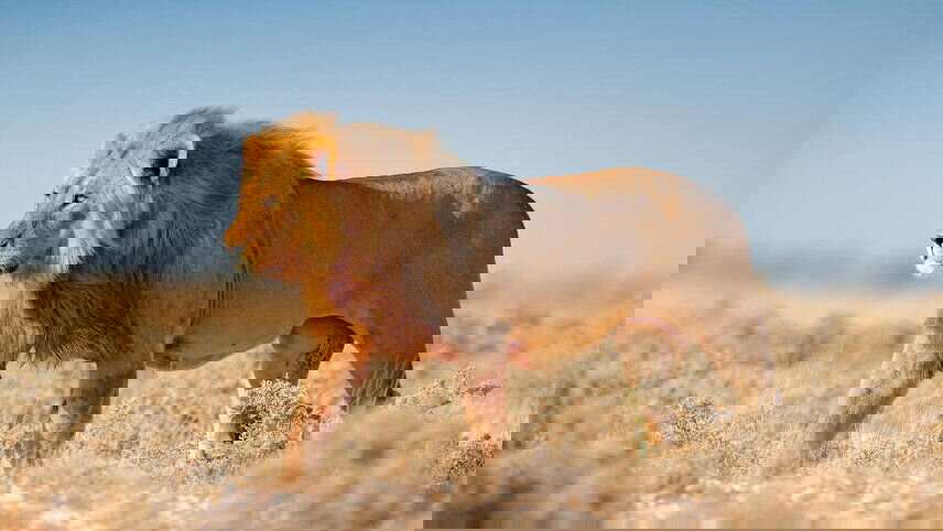 Upgraded - Highlights of Namibia