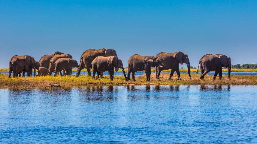 Upgraded - Botswana Wildlife Safari