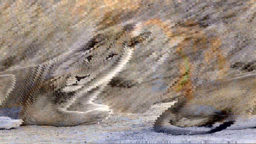 Upgraded - Botswana Wildlife Safari