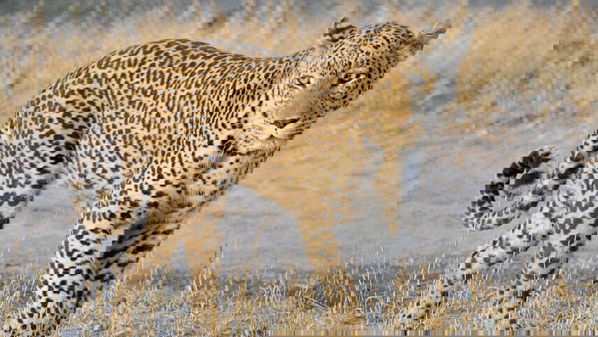 Upgraded - Botswana Wildlife Safari