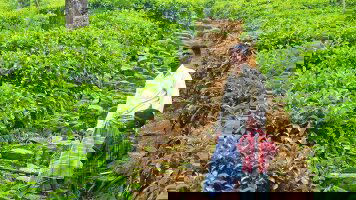 13 Day Upgraded - Discover Sri Lanka (Explore)