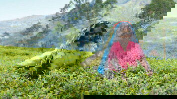 13 Day Upgraded - Discover Sri Lanka (Explore)