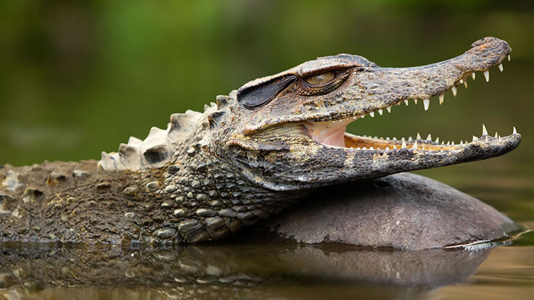 Ecuador - Andes to Amazon