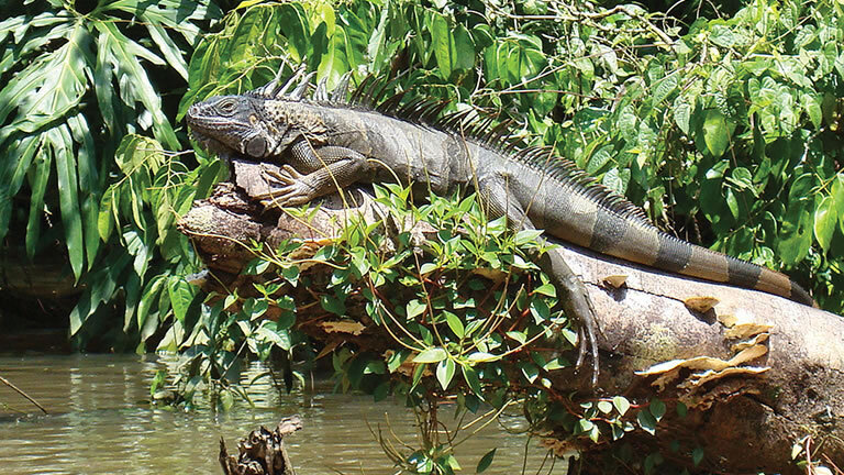 Family Costa Rica Rainforest & Wildlife Adventure