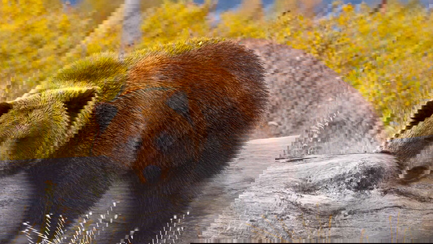 Family Canadian Adventure